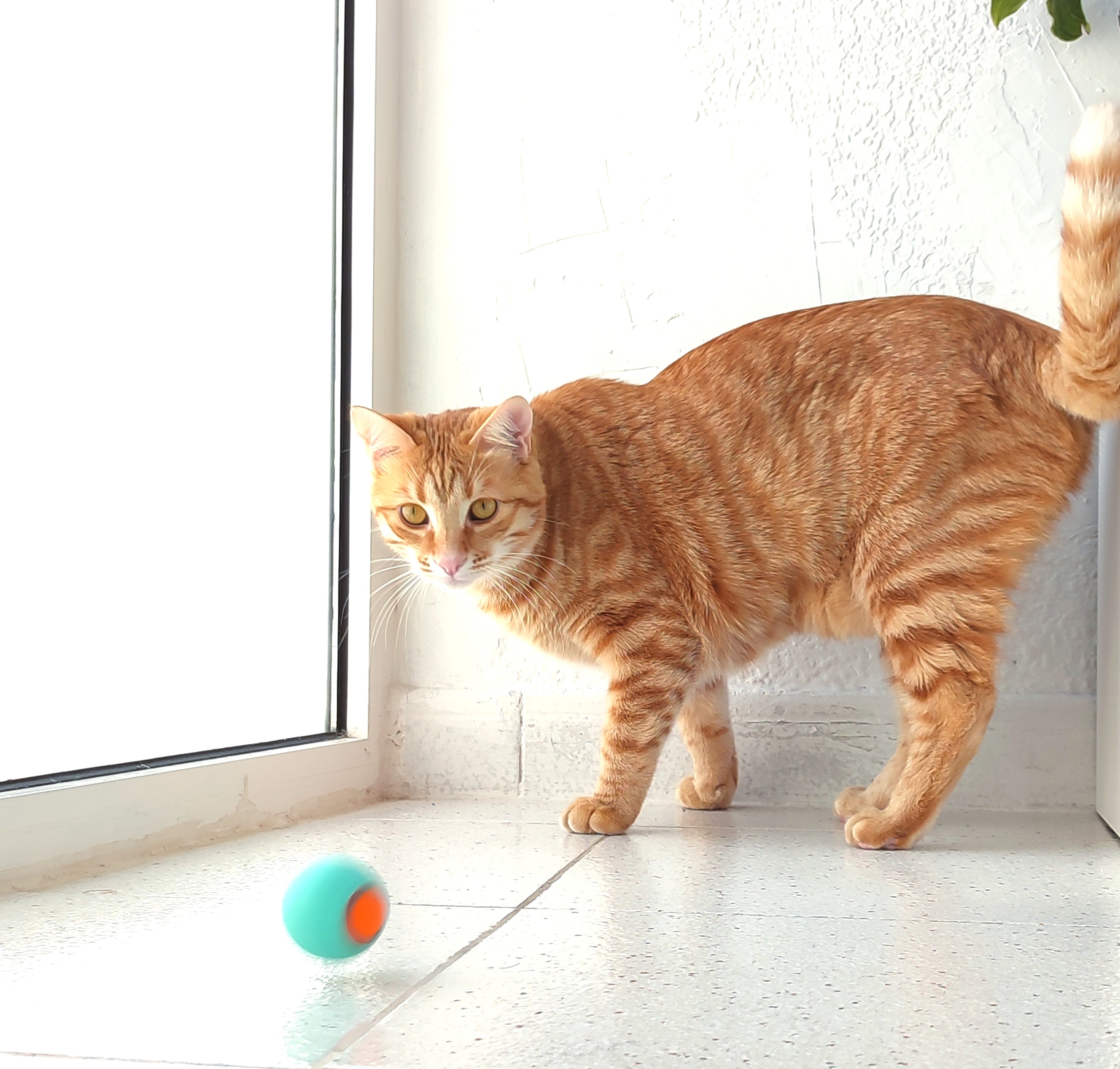 Smart Cat Ball 2.0